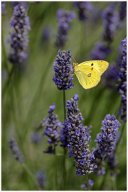 nury marc_plateau de valensole 80